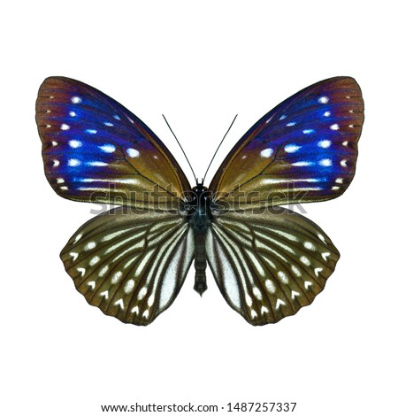 Penthema darlisa melema or Three-coloured (Blue) Kaiser butterfly dark brown with white stripes and heart spots onver its hindwings and velvet blue shades when reflect to sunlight, beautiful creature