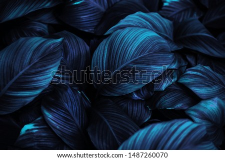 The leaves of Spathiphyllum cannifolium, dark blue abstract surface, natural background, tropical leaves