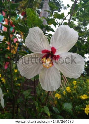 Beautiful white big flower of hibiscus (Hibiscus rosa sinensis,China Rose, Hawaiian Hibiscu) on green nature background.