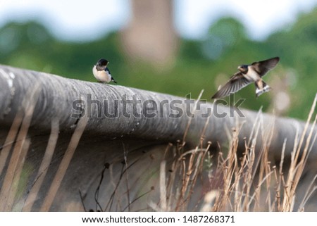 Swallows on pond manmade wall