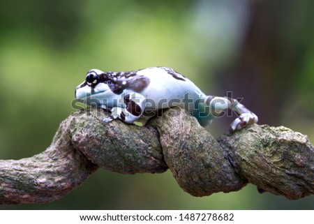 Amazon milk frog on branch, animal closeup, panda tree frog