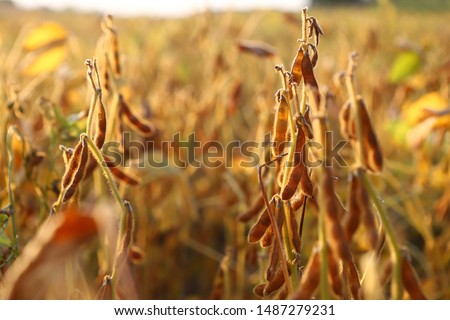 Ripe golden brown soybean on soybean plantation, at sunset, closeup. Soybean plant. Soy pods. Soybean field in golden glow Royalty-Free Stock Photo #1487279231