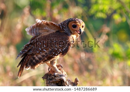 Owls catch prey for small chickens, animal closeup, Owls in hunt