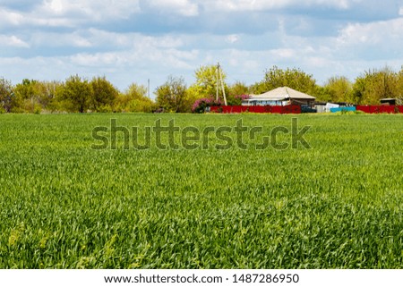The green wheat field with the farmhouse at the distance.