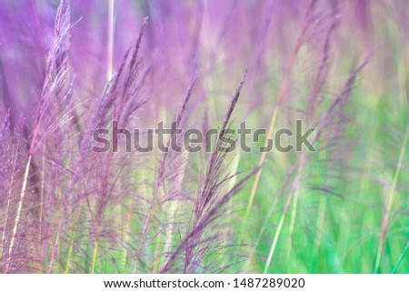 Full frame blurred image of the purple-pink vetiver flower that is blooming, receives sunlight and wind