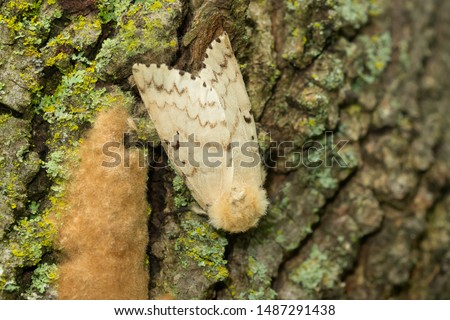 A female Spongy Moth, formerly known as a Gypsy Moth, is resting on a tree trunk near her egg mass. This is an invasive species in North America. Taylor Creek Park, Toronto, Ontario, Canada. Royalty-Free Stock Photo #1487291438