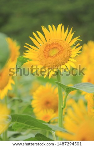 the Sunflower field in Izu