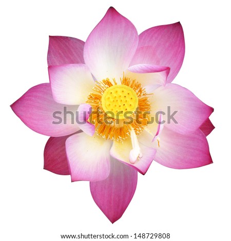 lotus on isolate white background. Royalty-Free Stock Photo #148729808