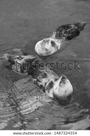 Portugal, Lisbon, Lisbon Oceanarium (Oceanário de Lisboa), sea otters