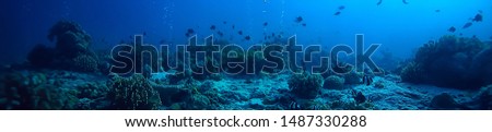 underwater scene / coral reef, world ocean wildlife landscape Royalty-Free Stock Photo #1487330288