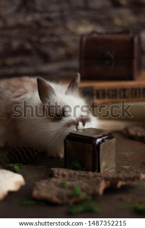 a rabbit eating sweets