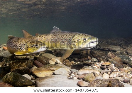 Brown trout (Salmo trutta) preparing for spawning in small creek. Beautiful salmonid fish in close up photo. Underwater photography in wild nature. River habitat. Royalty-Free Stock Photo #1487354375