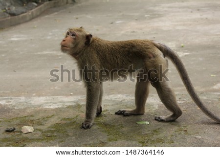 Monkey in the zoo,Monkey in the forest park,Brown monkey Royalty-Free Stock Photo #1487364146