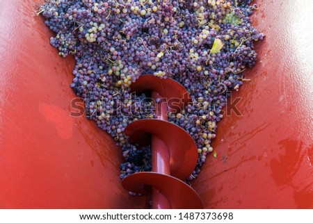 Heap of ripe grapes with botrytis in tractor. Sweet wine production. Bordeaux region, France. Royalty-Free Stock Photo #1487373698