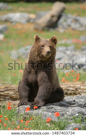 brown bear in sprig time among flowers and vegetation