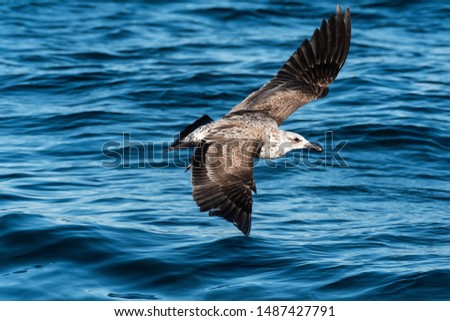 Sea gull flying free with full wing span in False Bay - South Africa - Africa