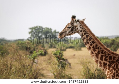 Mother giraffe eating with trees in the distance in Maasai Mara 