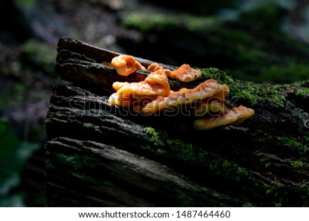 Wild mushrooms growing on dead wooden bard