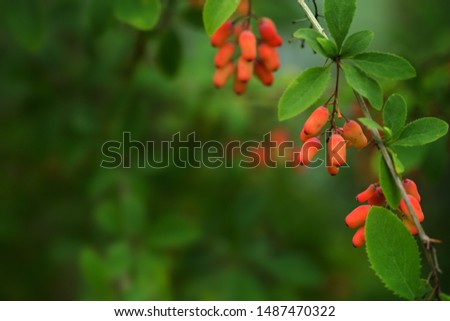 Beautiful branches of barberry with berries. Natural background, backdrop, selective focus, shallow depth of field