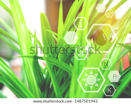 Green pandan leaves growing in the spring season with icon energy sources for energy saving, renewable energy or eco green power concept with copy space on the left side of the picture.