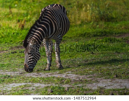 A single zebra walking in the pasture