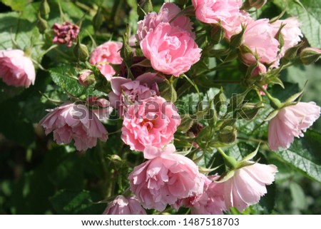 bright rose in a small garden