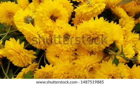 Chrysanthemum pattern in flowers park. Cluster of yellow chrysanthemum flowers. Top view. Perfect for design, cards, print.