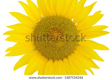 Beautiful light yellow sunflower isolated 