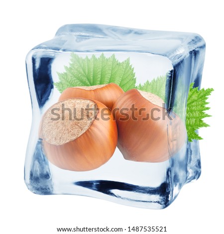hazelnut nut in ice cube, isolated on white background, clipping path, full depth of field