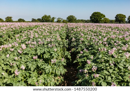 Maris Peer potatoes in full flower in Mid June.  Blue skies complete the picture