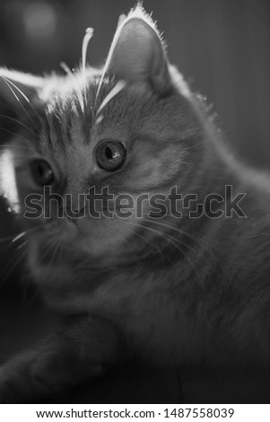 Scottish domestic ginger cat. Black and white photo.