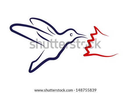 colibri on a white background