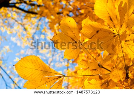 Yellow chestnut leaves on the tree. Golden leaves in autumn park. Autumn concept. Fall background