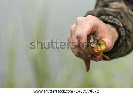 Unrecognizable fisherman demonstrating small fish to camera on blurred background of pond