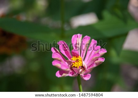 This pink zinnia is so subtle and beautiful. You can just picture it on any greeting or post card. Such a versatile flower.  