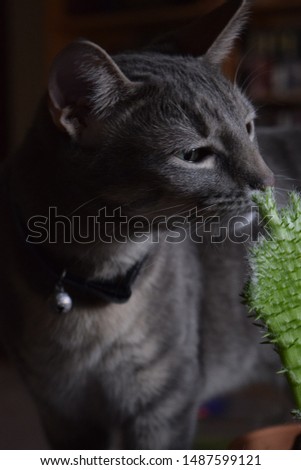 Grey Cat Sniffing a Succulent