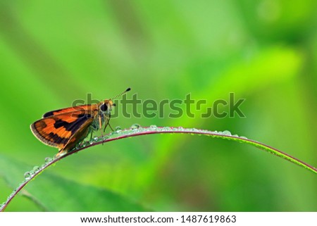 the little butterfly is perching on the dewy grass leaf