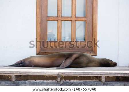 The photo of Galapagos seal