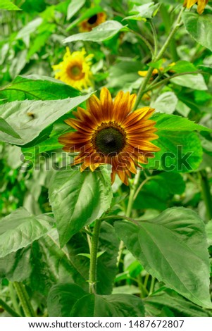 August 24,2019 Vancouver British Columbia Canada Firecracker is a dwarf variety of sunflower 