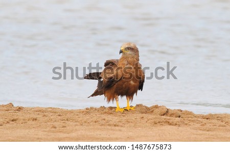 A black kite stands on the sand by the river and turned its head.