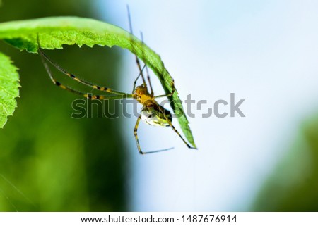 
The spider on the grass has beautiful bokeh. In the summer of Japan