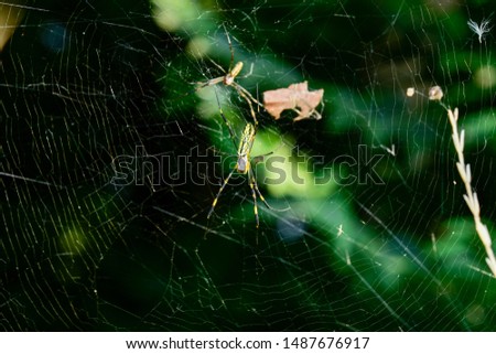 
The spider on the grass has beautiful bokeh. In the summer of Japan
