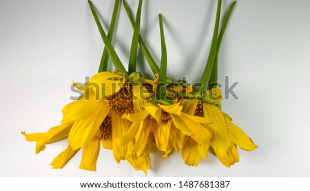 Many yellow flowers and very beautiful on a white background - image