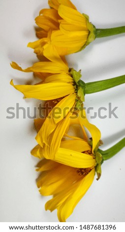 Many yellow flowers and very beautiful on a white background - image