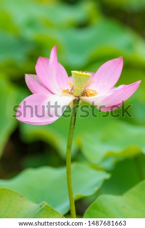Pink lotus in the sun