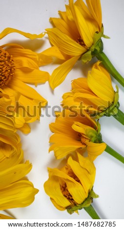 Fresh yellow flowers with beautiful flower petals on a white background - image