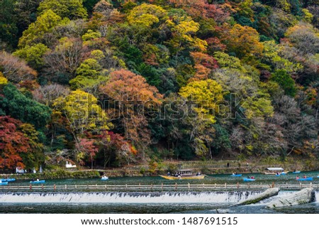 Tourists sightseeing on boats on katsura river, people is sailing in front of colorful autumn trees on mountain ,traditional bamboo dam on river located near Togetsukyo bridge,Arashiyama,Kyoto Japan.