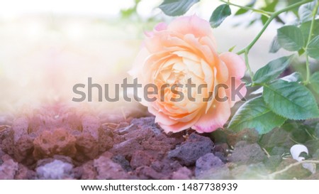 Summer blooming delicate roses, blooming flowers festive background, pastel and soft floral card, selective focus, toned