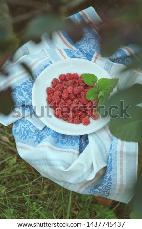 Raspberries on a plate in the garden, rustic style