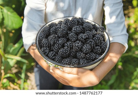 The child holds blackberries in the hands. Selective focus. nature.